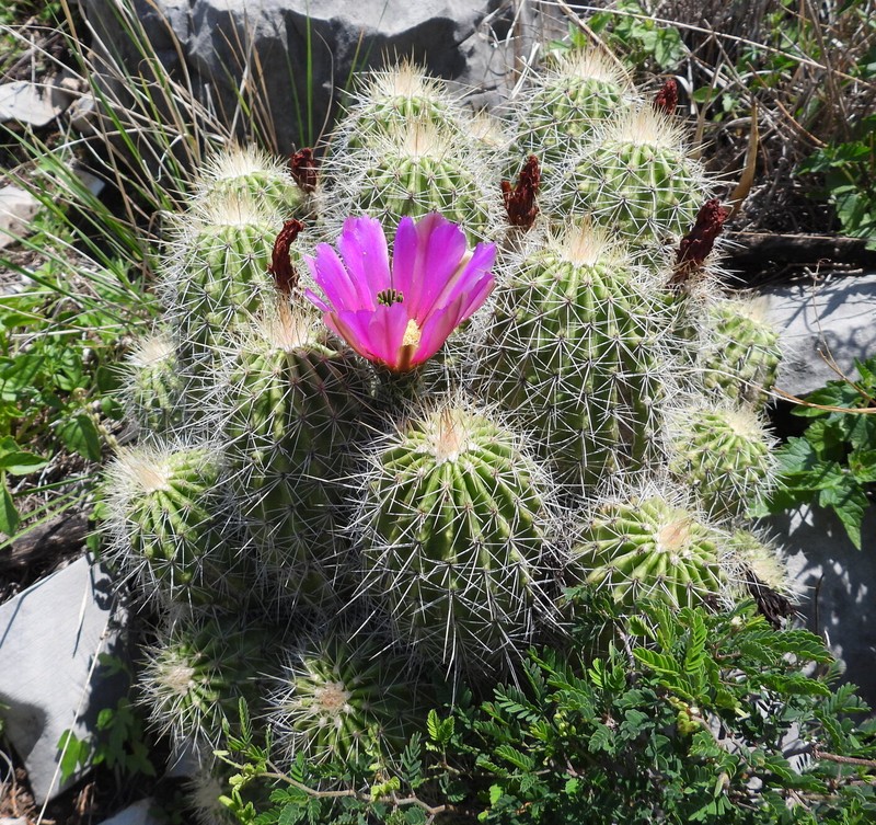 Echinocereus zapalinamensis photo 3