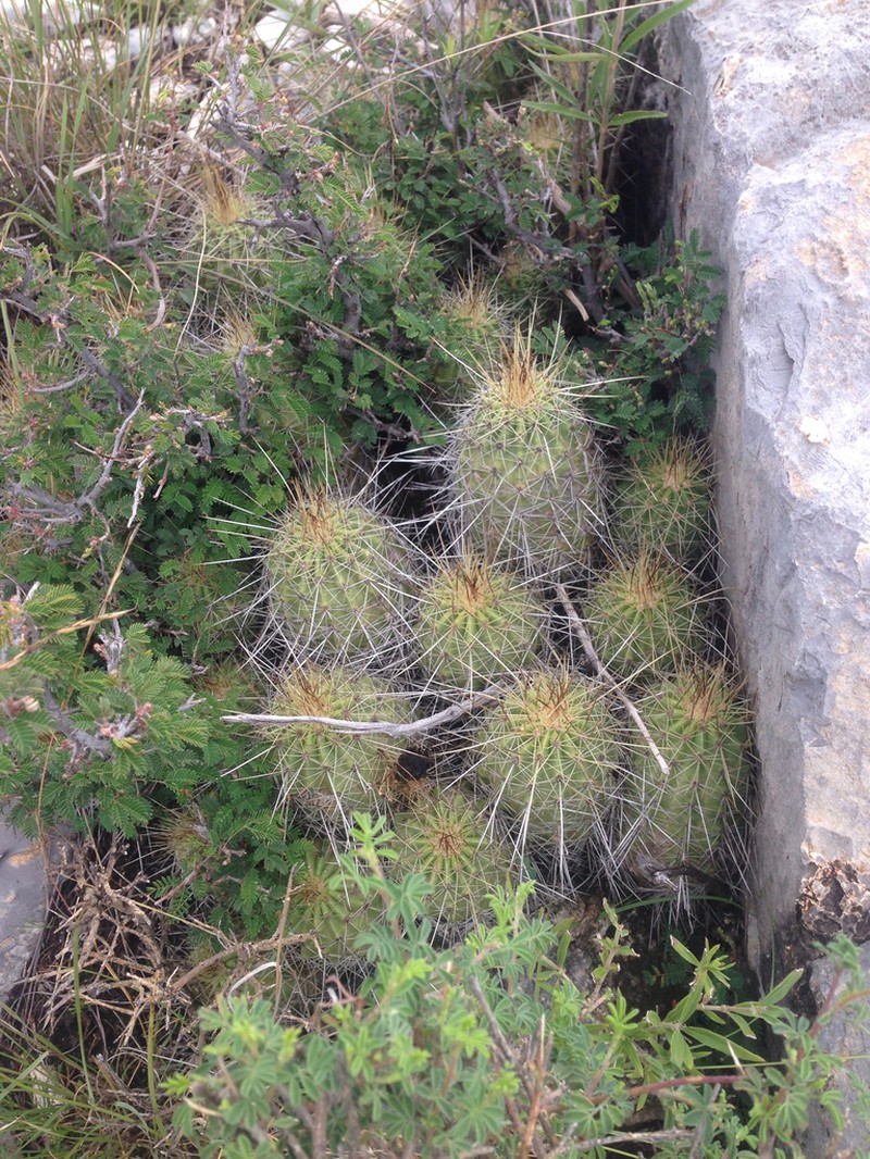 Echinocereus zapalinamensis photo 4