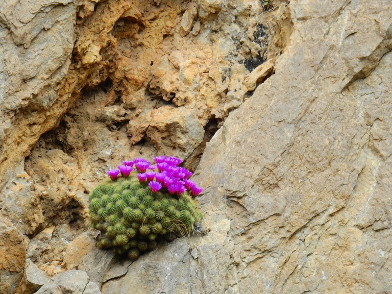 Echinocereus zapalinamensis photo 5