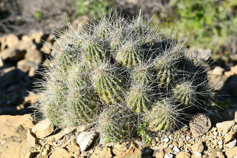 Echinocereus zapalinamensis photo 6