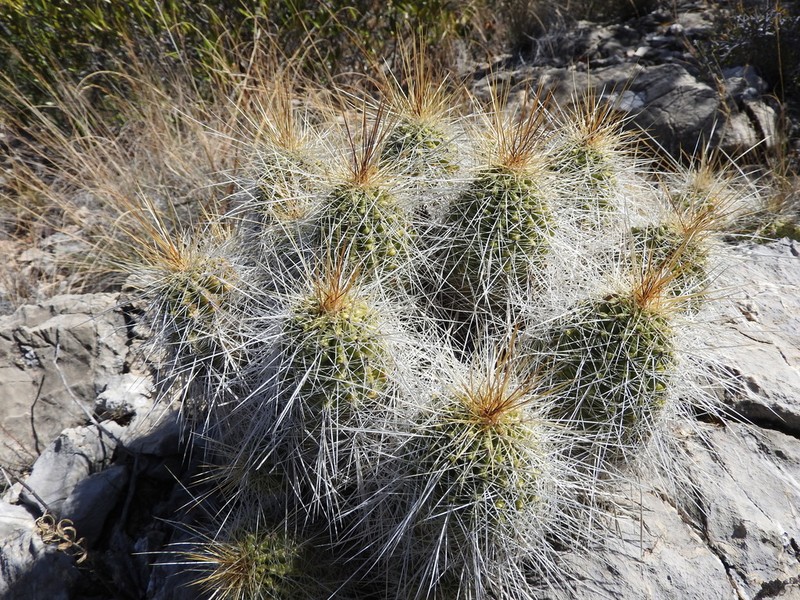 Echinocereus zapalinamensis photo 7