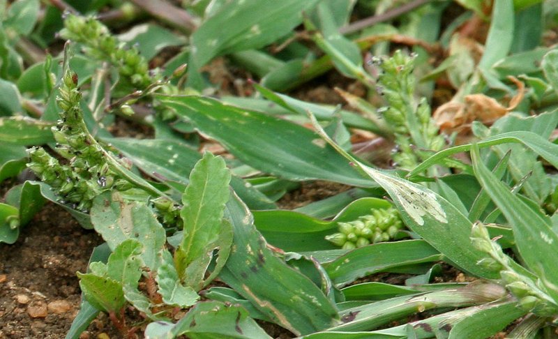 Jungle Rice photo 2