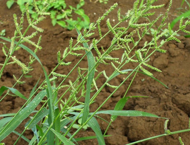 Jungle Rice