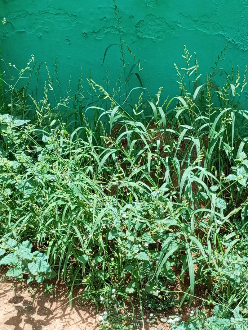 Jungle Rice photo 5
