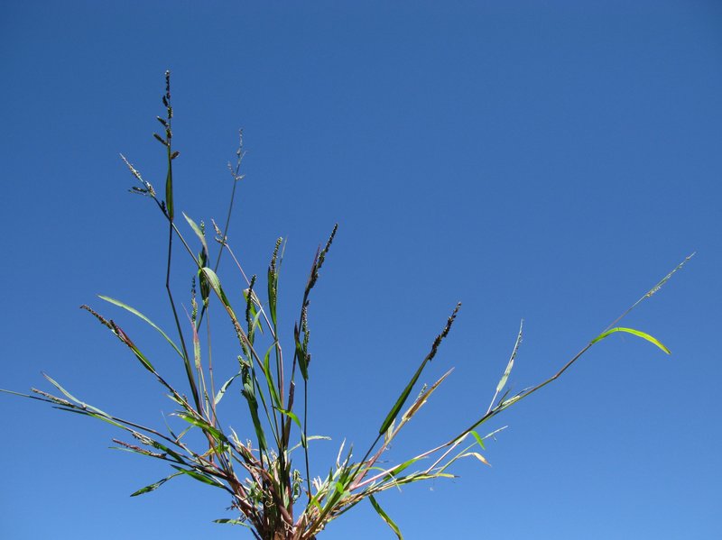 Jungle Rice photo 6