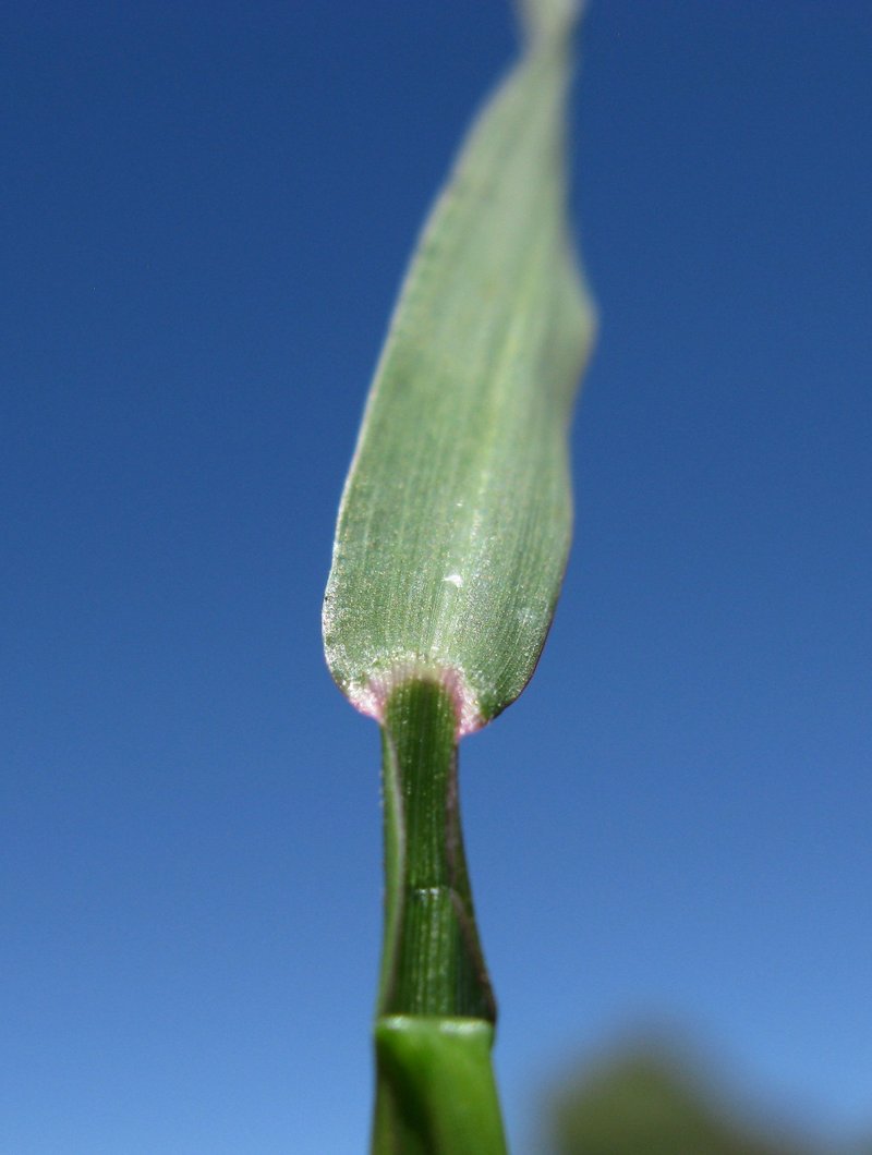 Jungle Rice photo 7