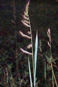 Barnyardgrass