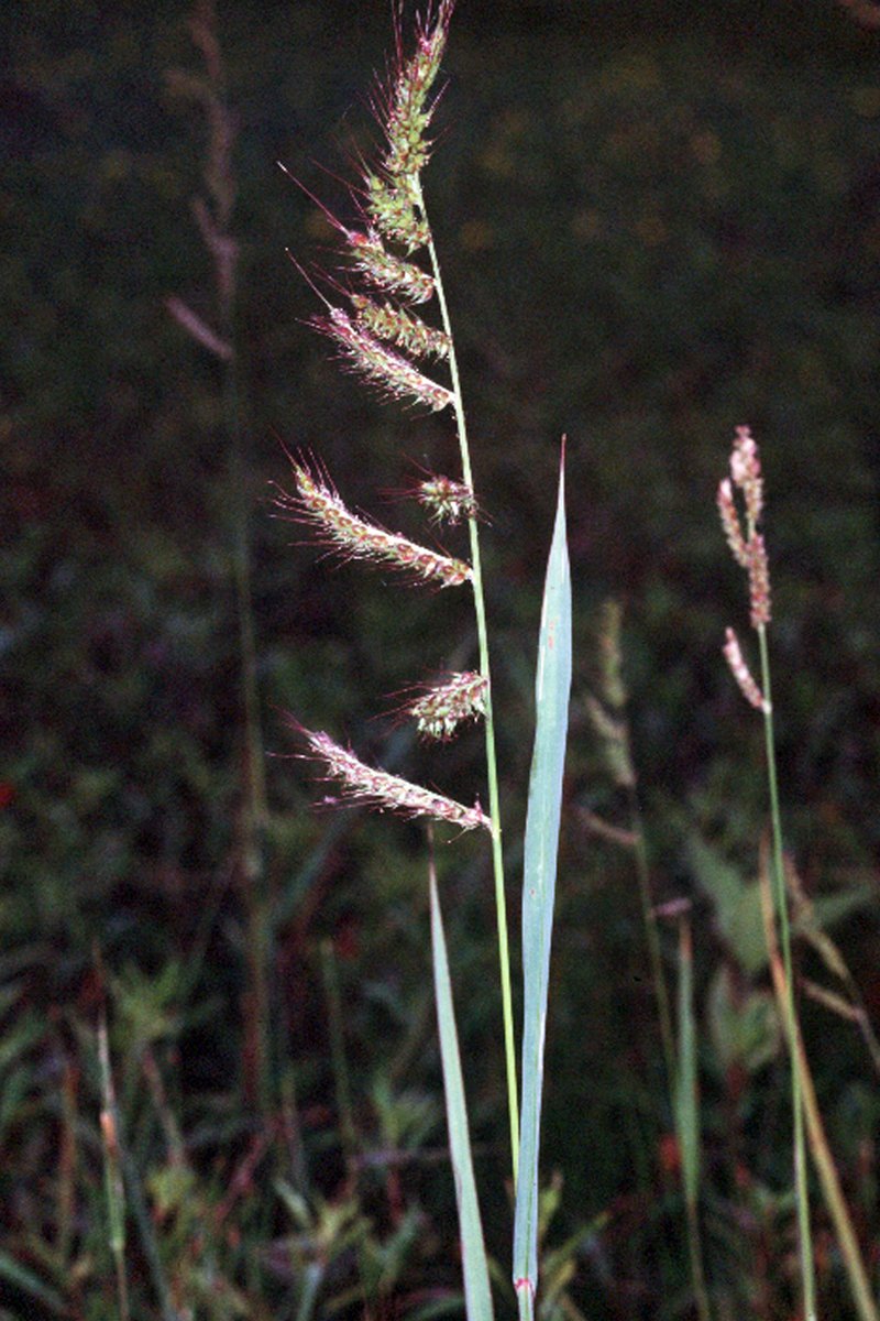Barnyardgrass