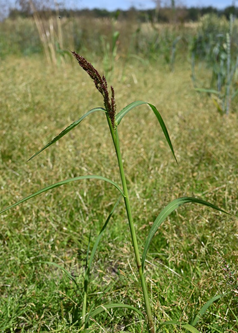 Barnyardgrass photo 2