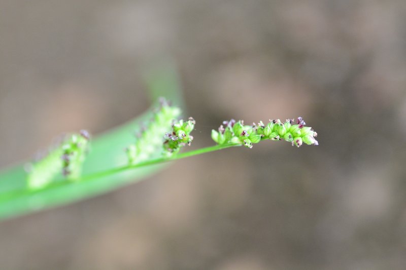 Barnyardgrass photo 3