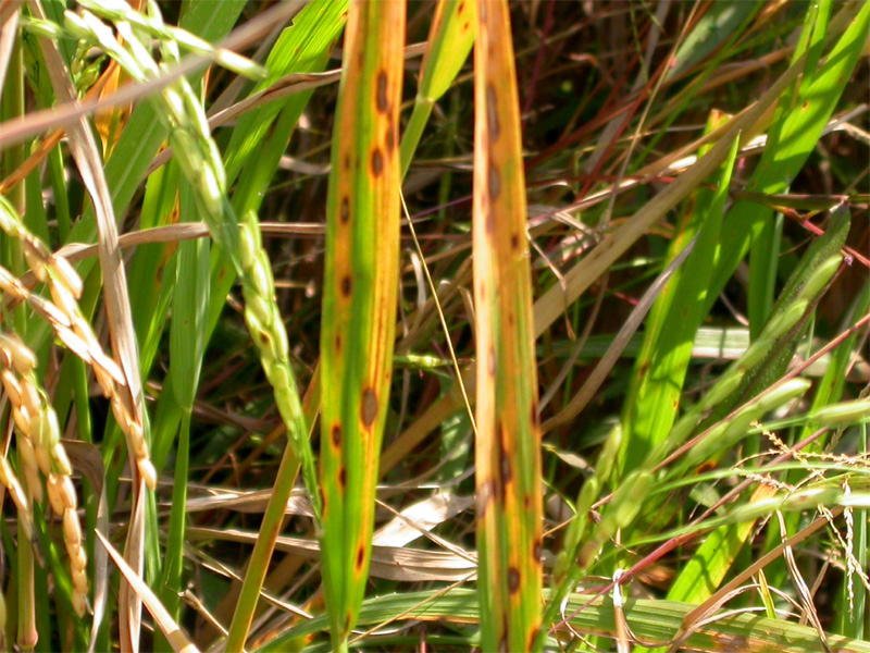 Barnyardgrass photo 4
