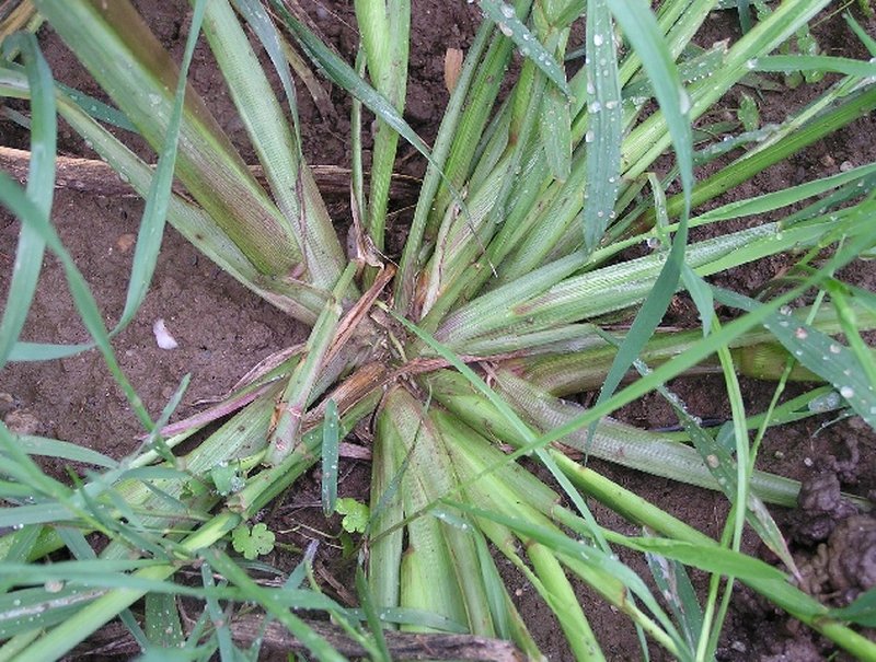 Barnyardgrass photo 5