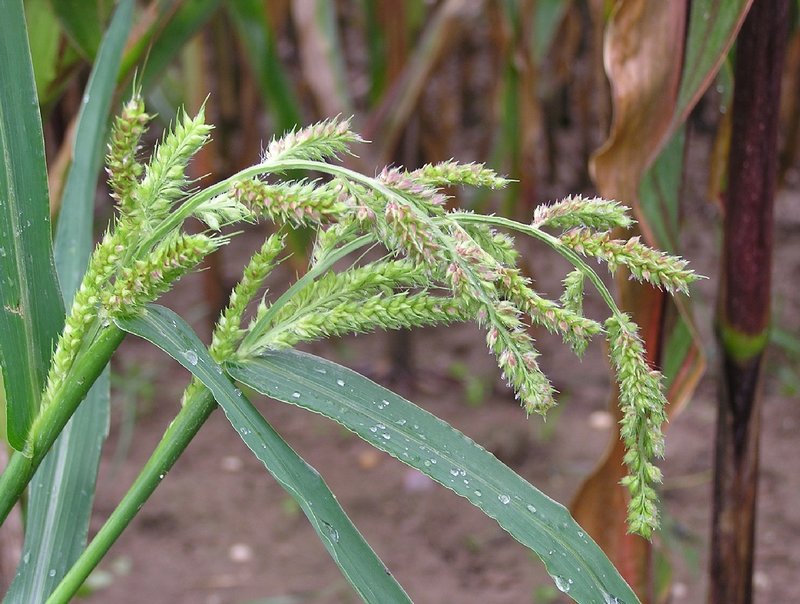 Barnyardgrass photo 6