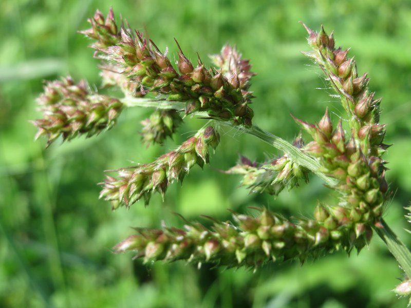 Barnyardgrass photo 7
