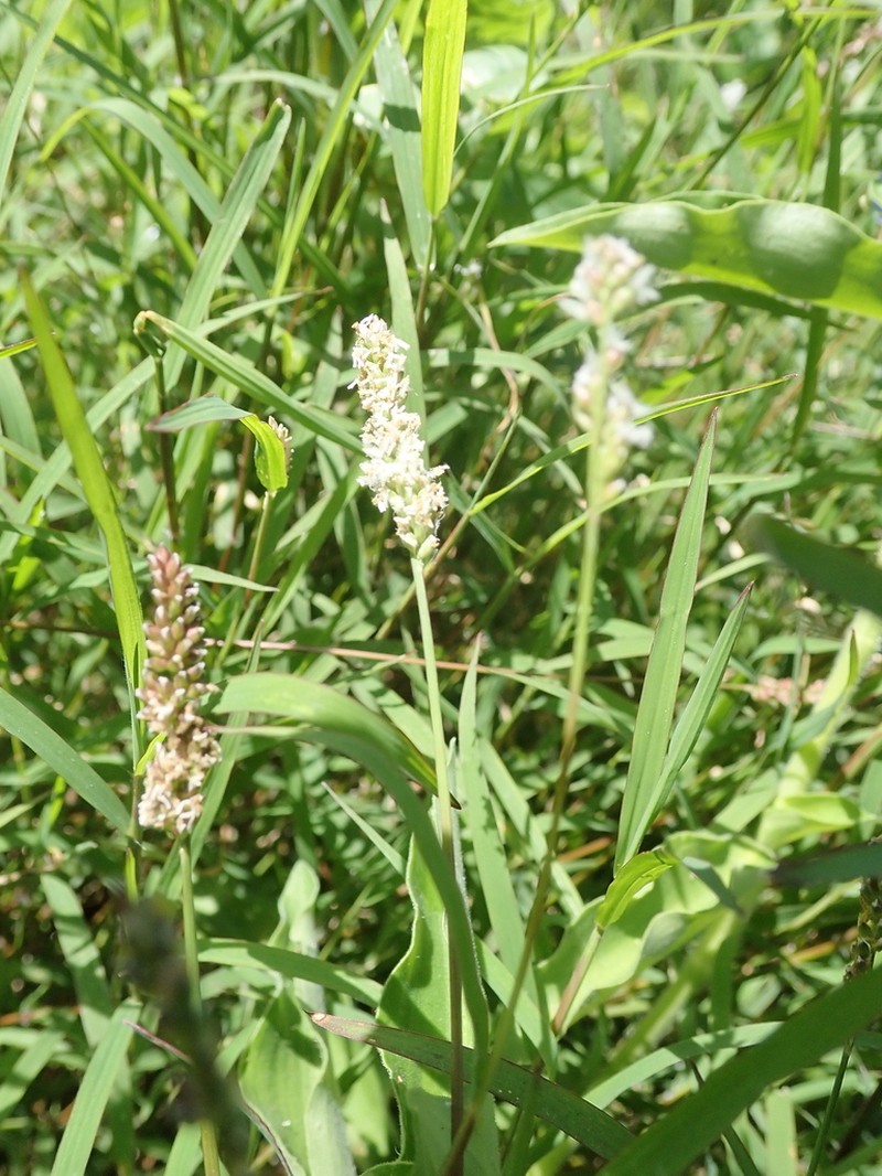 Echinochloa hubbardii