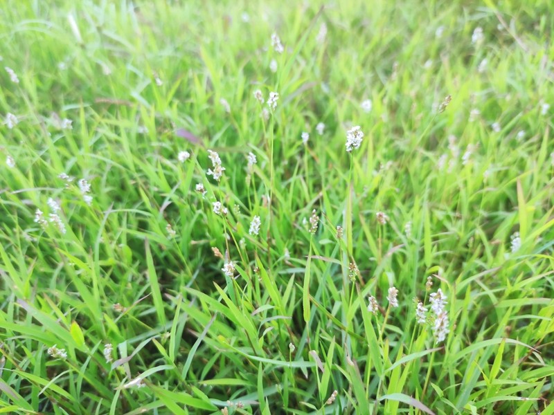 Echinochloa hubbardii photo 2