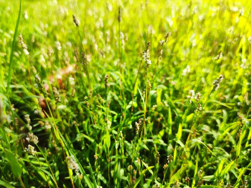 Echinochloa hubbardii photo 3