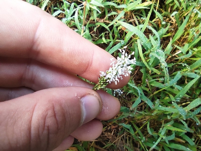 Echinochloa hubbardii photo 4