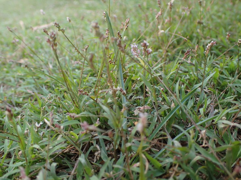 Echinochloa hubbardii photo 5