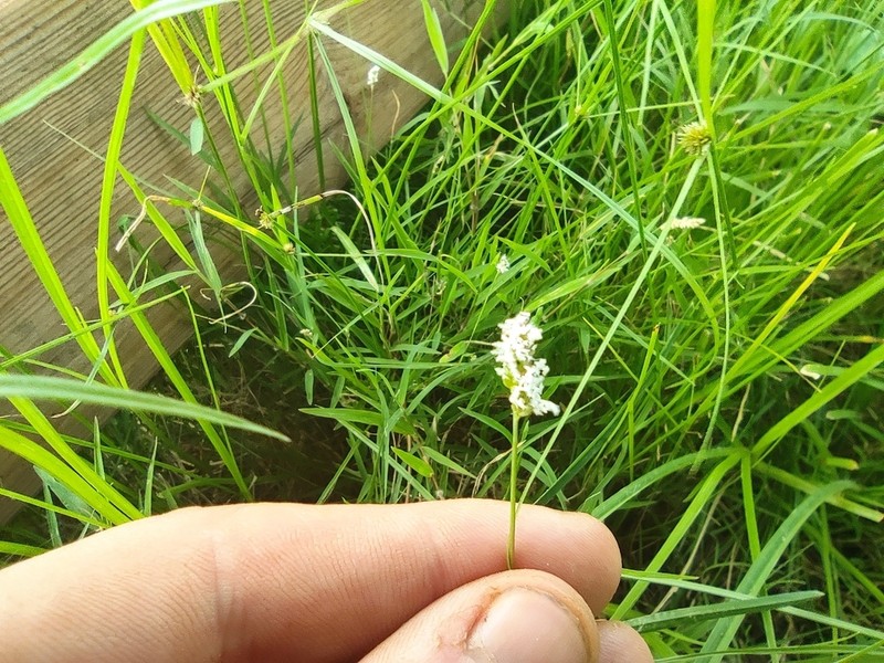 Echinochloa hubbardii photo 6