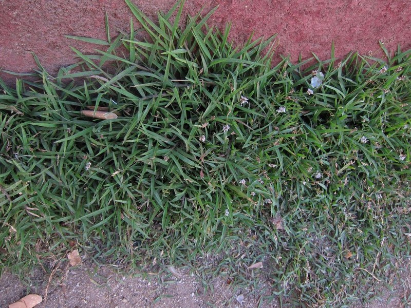 Echinochloa hubbardii photo 7