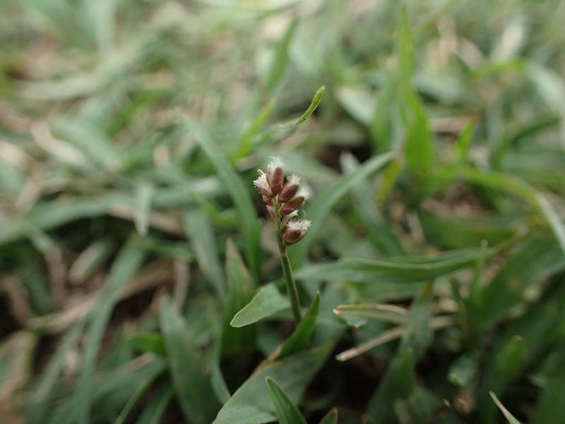 Echinochloa hubbardii photo 8