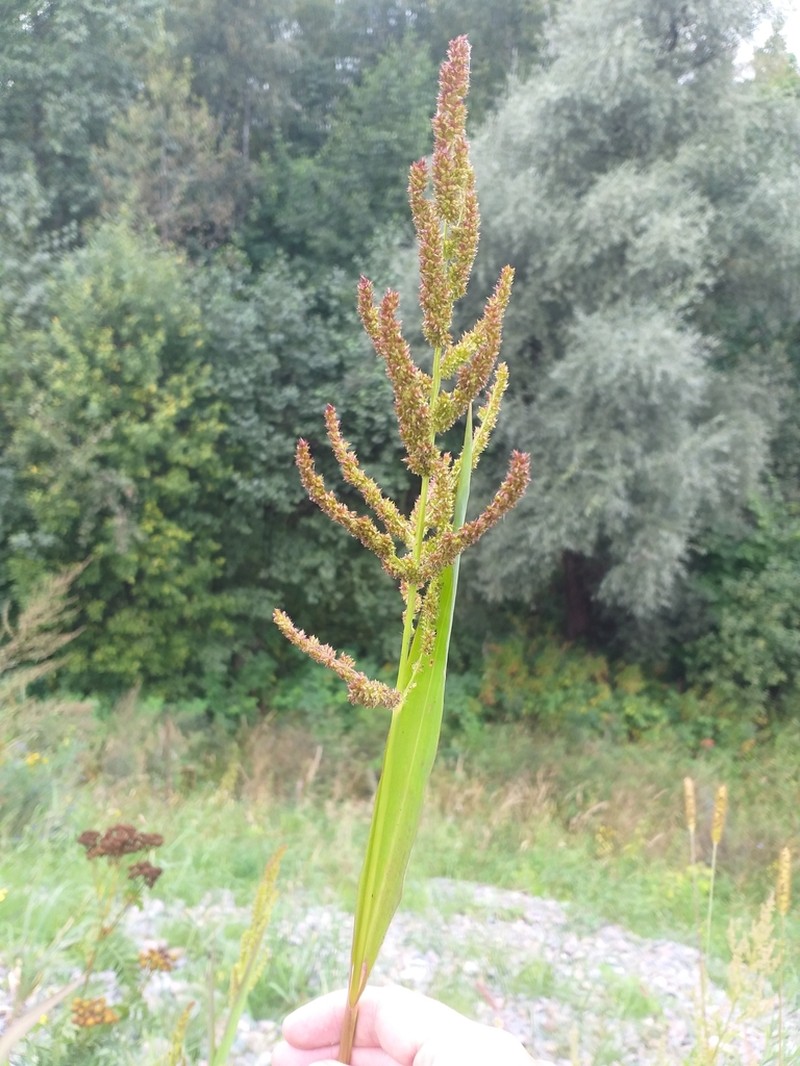 Rough Barnyardgrass