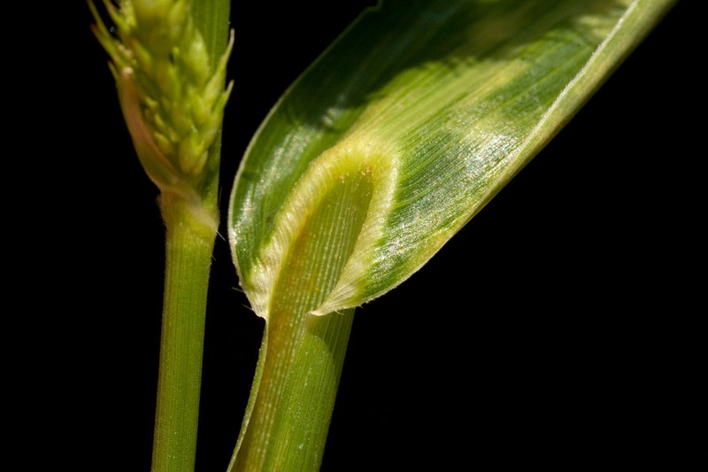 Rough Barnyardgrass photo 2