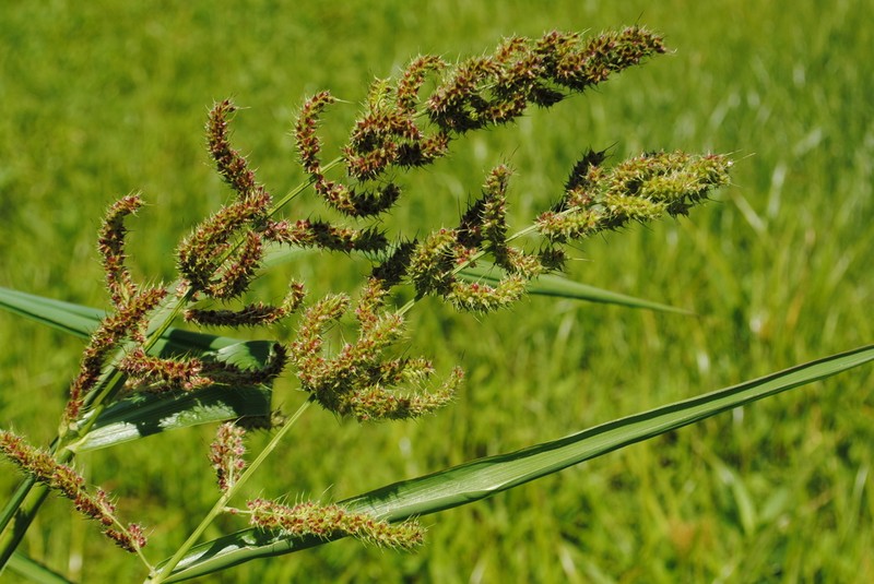 Rough Barnyardgrass photo 3