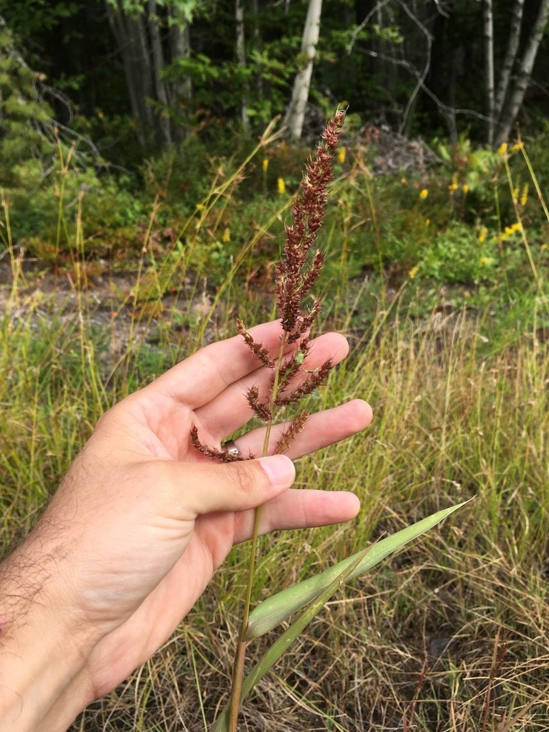 Rough Barnyardgrass photo 4