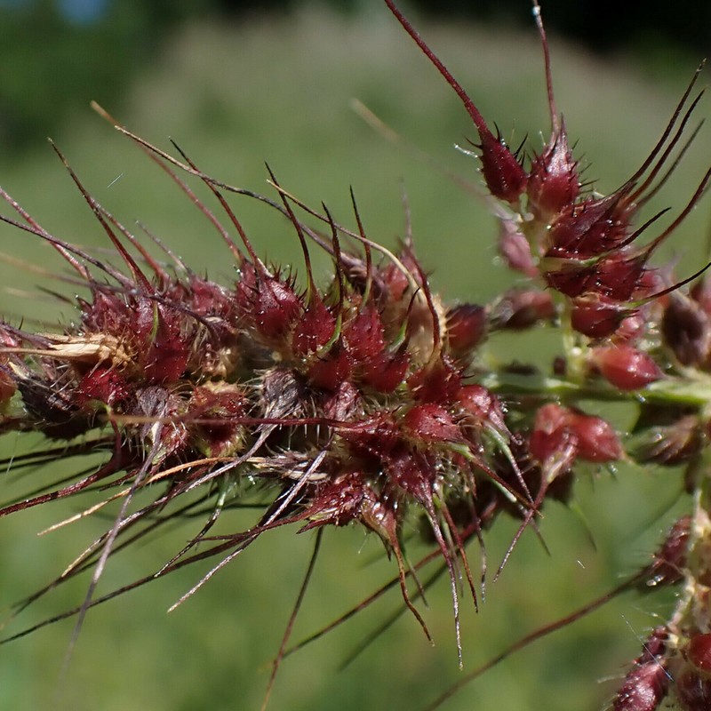Rough Barnyardgrass photo 5