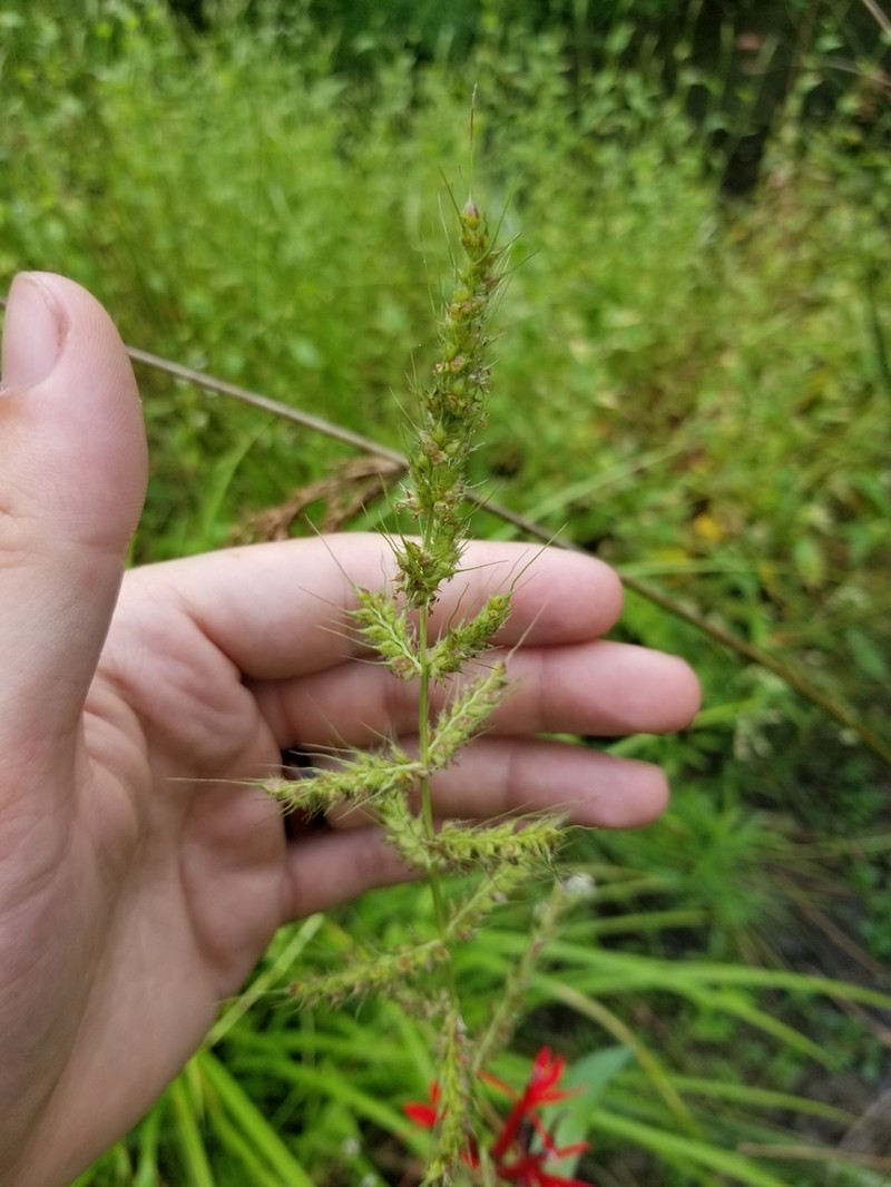 Rough Barnyardgrass photo 6
