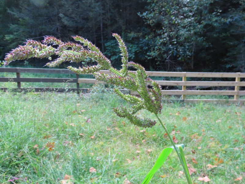 Rough Barnyardgrass photo 7