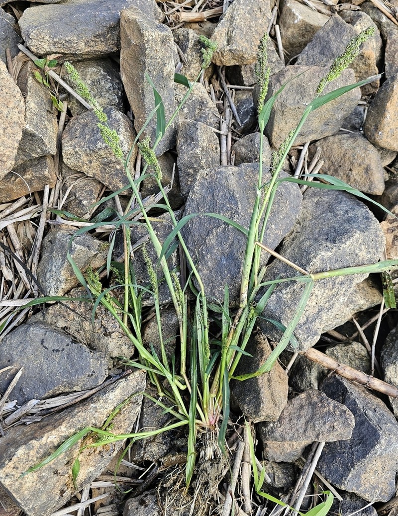 Rough Barnyardgrass photo 8
