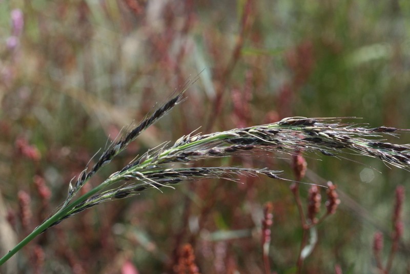 Chihuahuan Cockspur