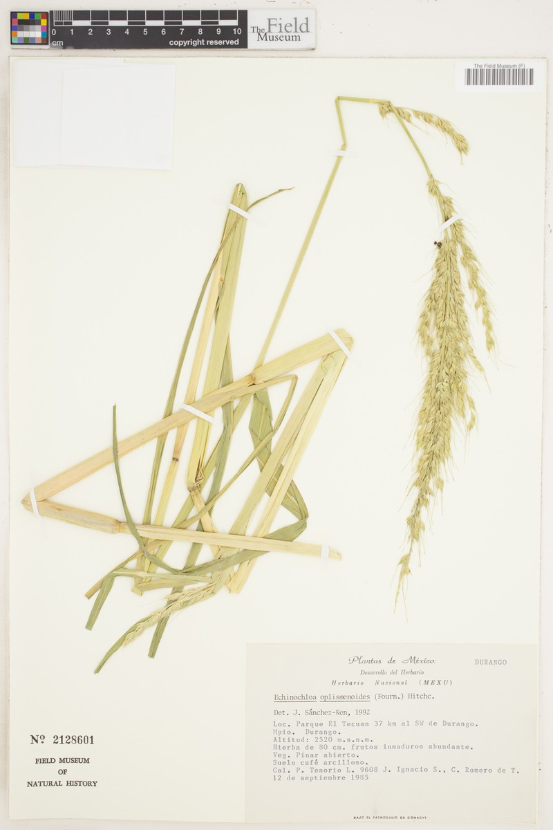 Chihuahuan Cockspur photo 4