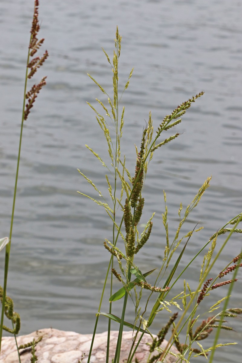 Early Water Grass photo 2