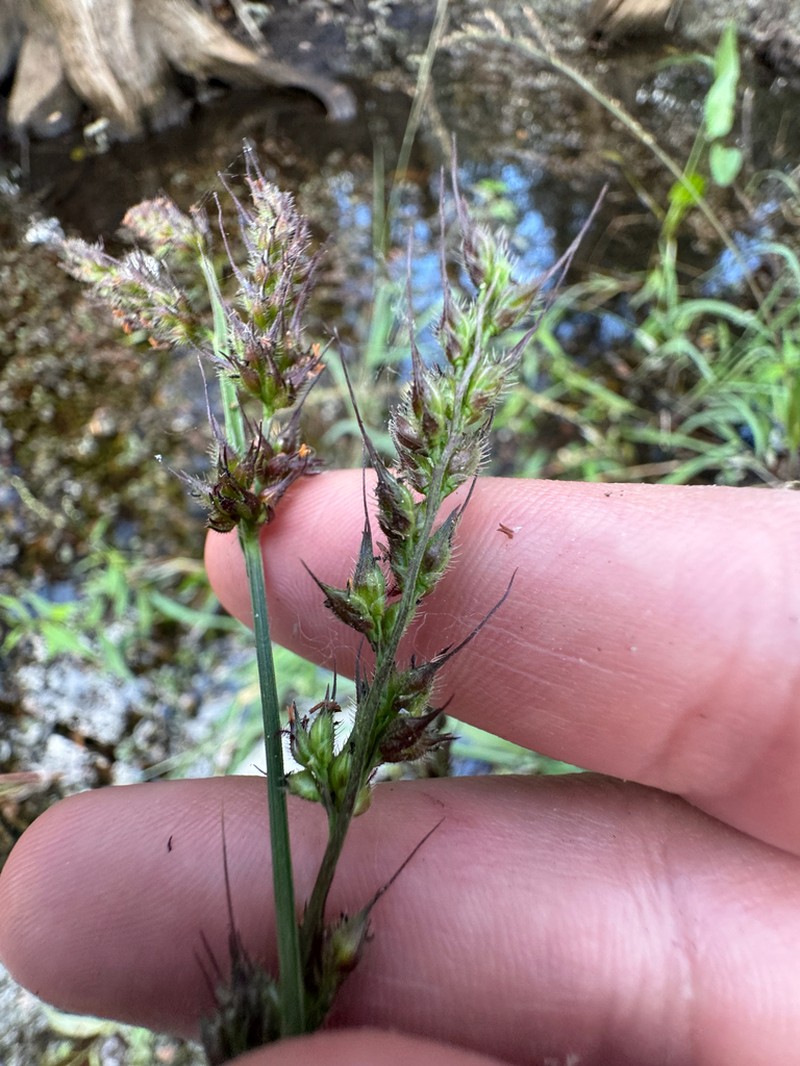 Florida Cockspur Grass