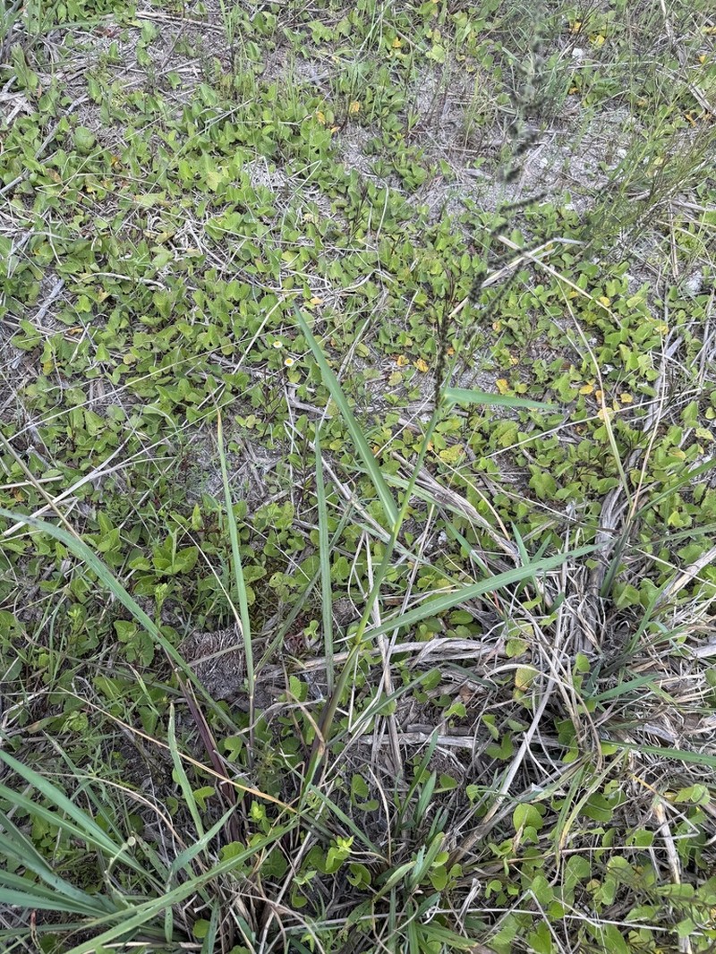 Florida Cockspur Grass photo 2