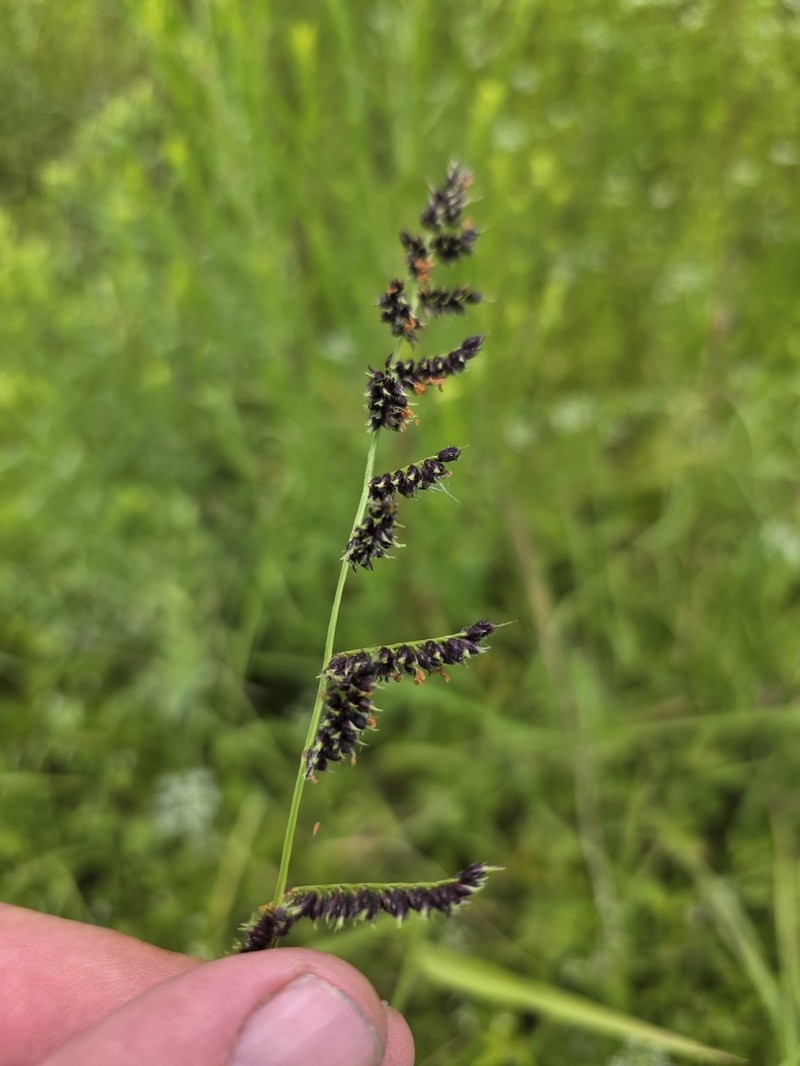 Florida Cockspur Grass photo 3