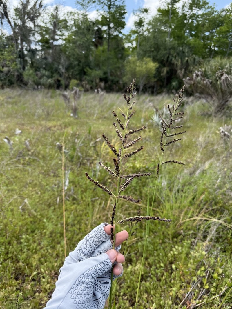 Florida Cockspur Grass photo 4