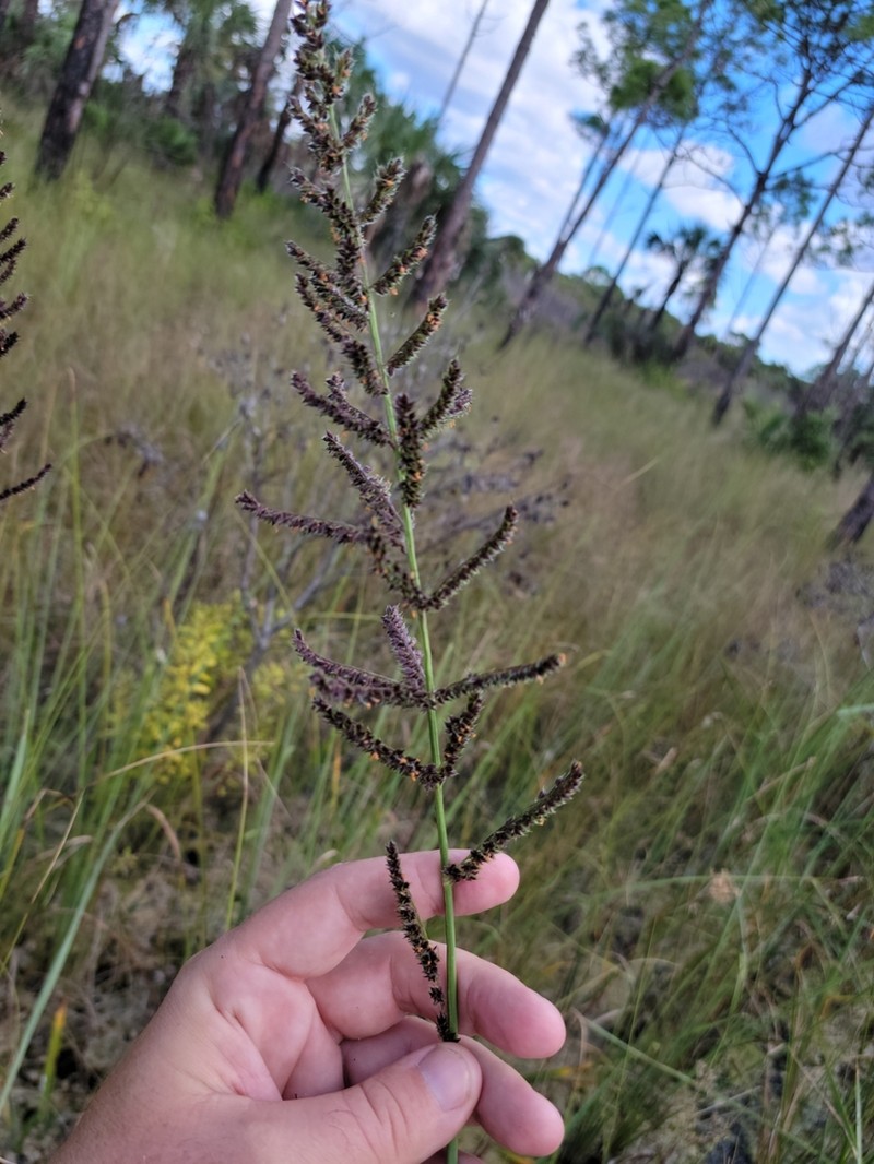 Florida Cockspur Grass photo 7