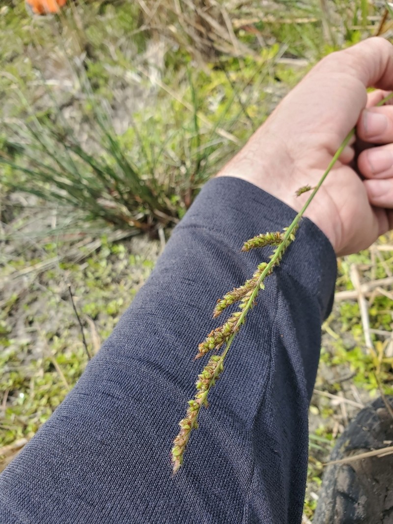 Florida Cockspur Grass photo 8