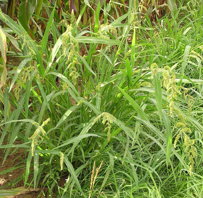 Rice Barnyardgrass
