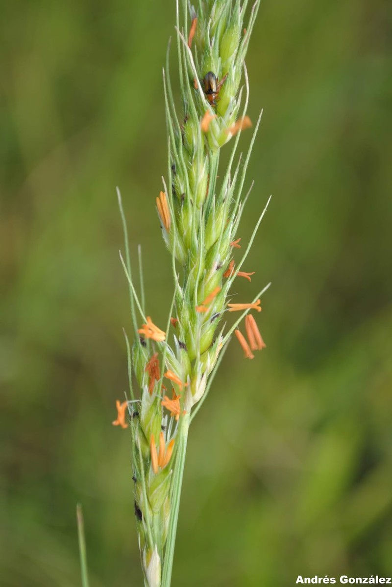 Creeping River Grass