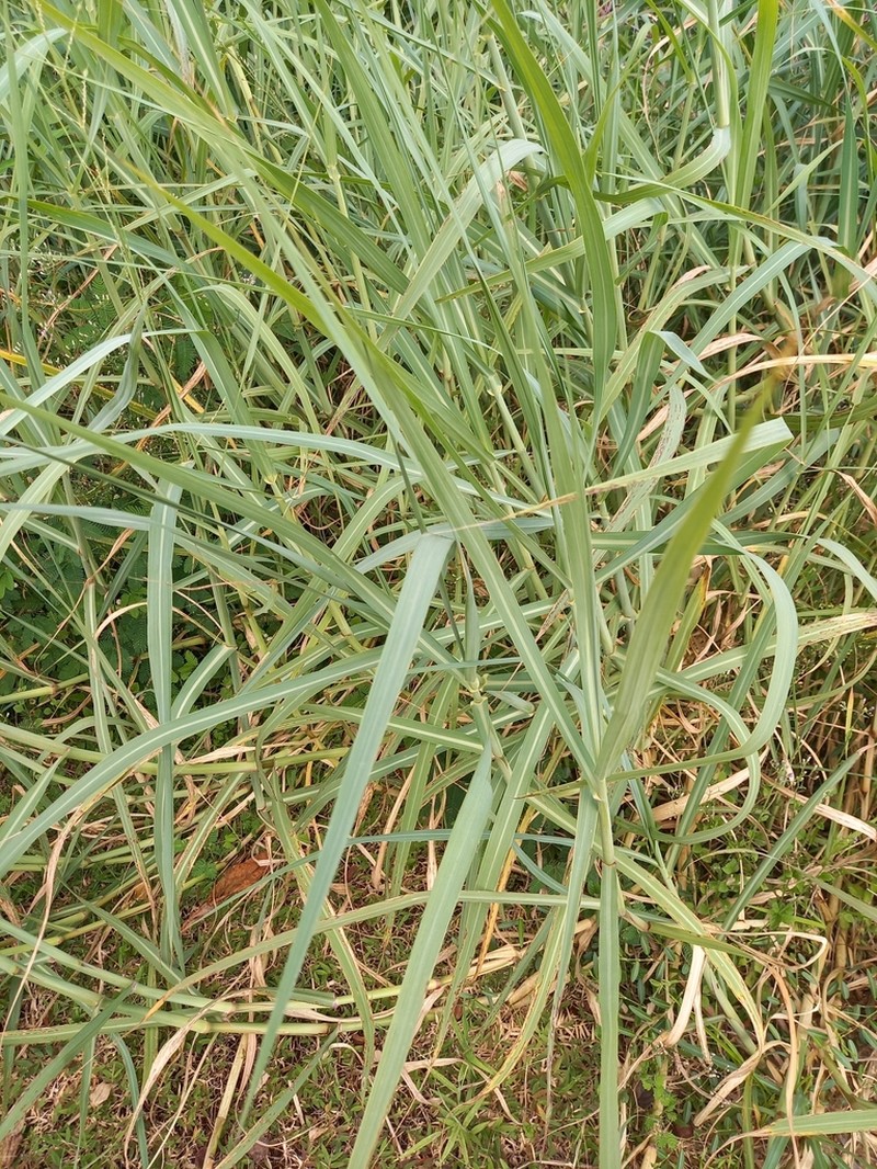 Creeping River Grass photo 2
