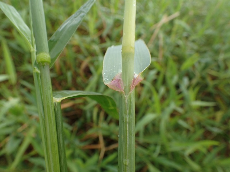 Creeping River Grass photo 4