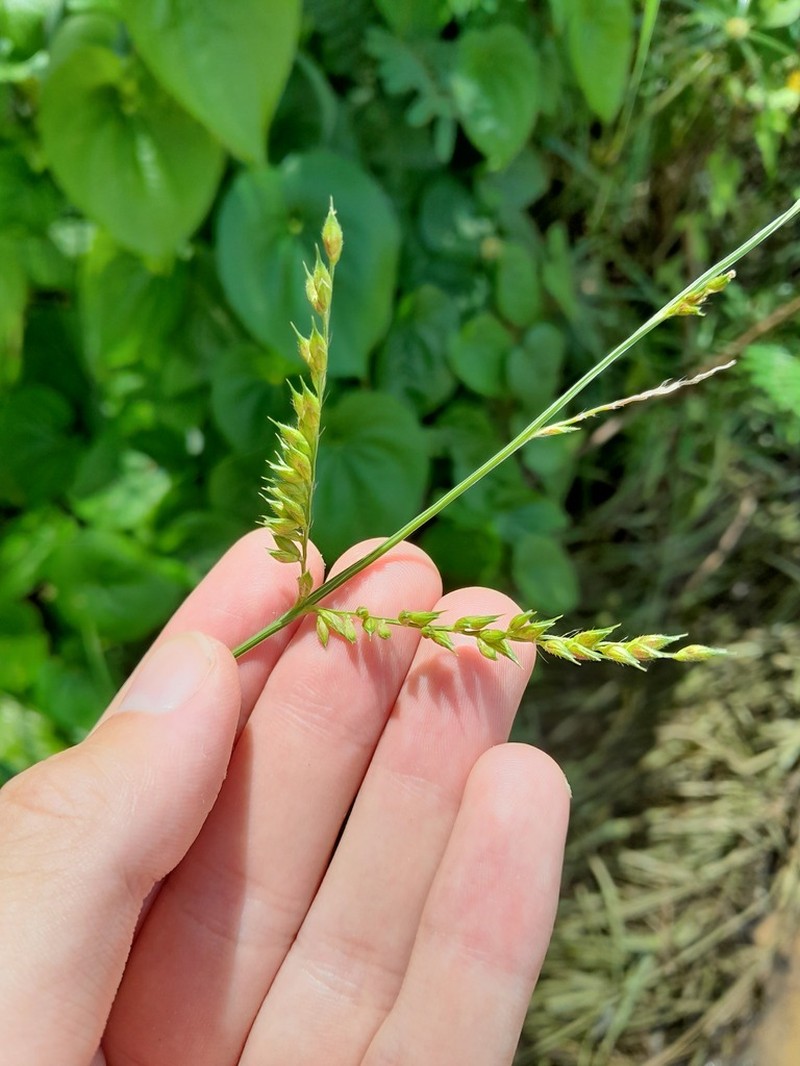 Creeping River Grass photo 8