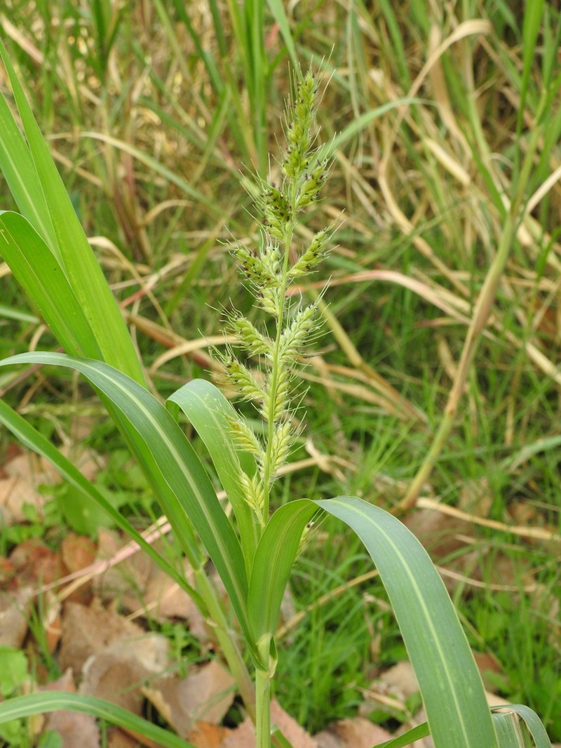 Echinochloa spectabilis