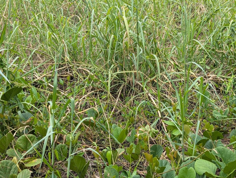 Echinochloa spectabilis photo 3